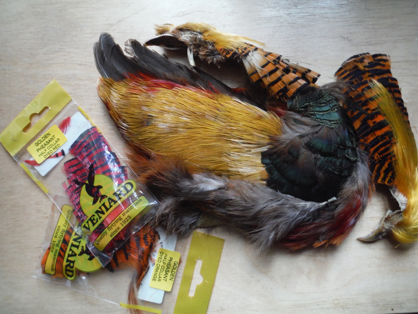 Golden pheasant